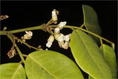 Dalbergia rubiginosa